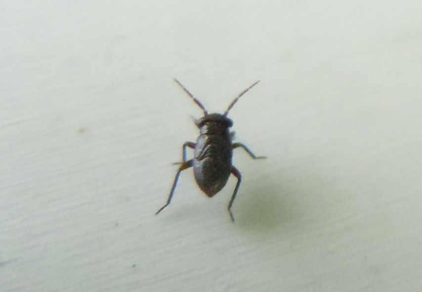 Miridae: Pachytomella passerinii  della Campania (NA)